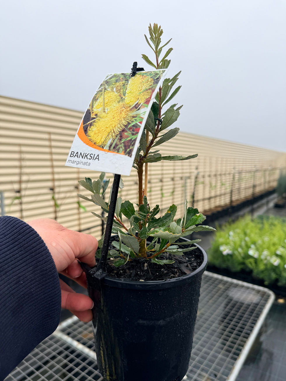 Thumbnail: Banksia marginata – Silver Banksia 140mm pot