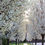Thumbnail: Pear Ornamental - Cleveland Select 75 Litre Bag