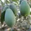 Thumbnail: Feijoa Apollo 400mm pot