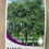 Thumbnail: Alder - Evergreen  Alnus 500mm pot
