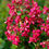 Thumbnail: Escallonia Dwarf Pink 250mm pot
