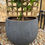 Thumbnail: Lemon Eureka - Espaliered in decorative pot
