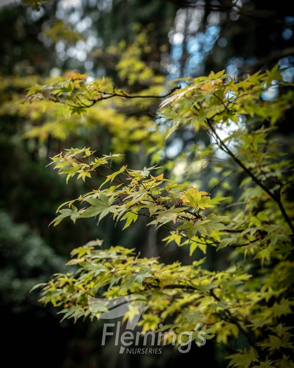 Thumbnail: Maple Coral Bark Sango Kaku / Senkaki 300mm pot