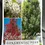 Thumbnail: Pear Ornamental - Cleveland Select 75 Litre Bag