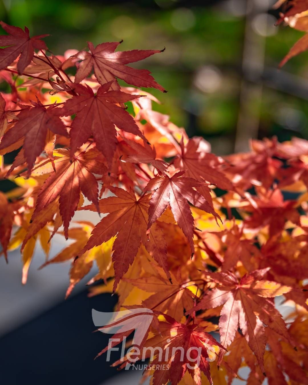 Maple Coral Bark Sango Kaku / Senkaki 300mm pot