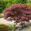 Thumbnail: Maple Acer palmatum Bloodgood 300mm pot