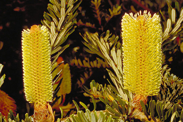 Thumbnail: Banksia marginata – Silver Banksia 140mm pot