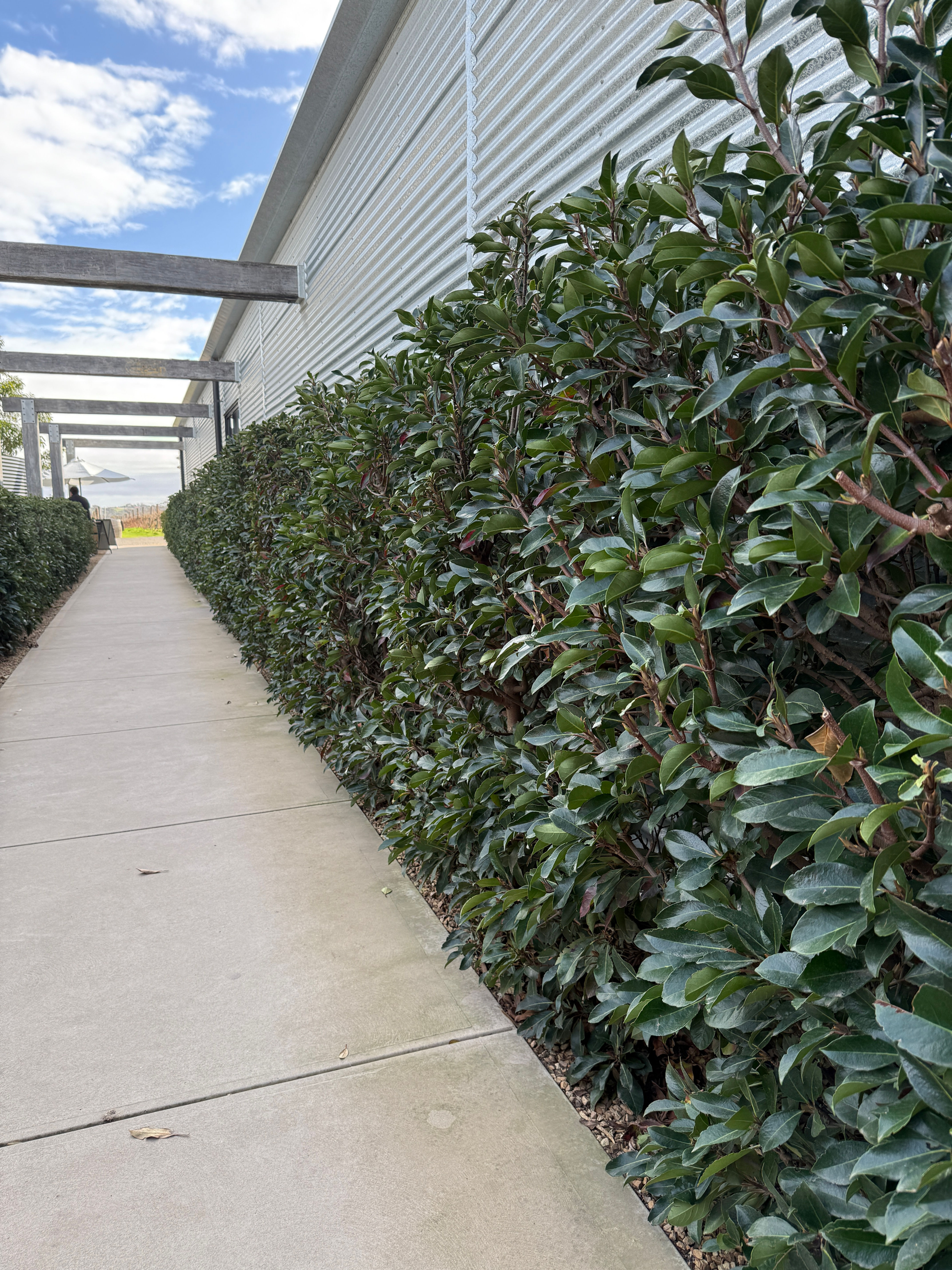 Laurel -Portuguese 400mm pot