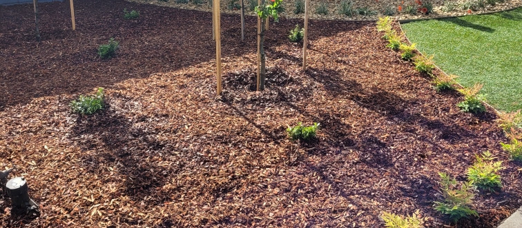 a well mulched Ballarat garden
