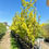 Thumbnail: Elm - Ulmus - Golden Elm 400mm pot