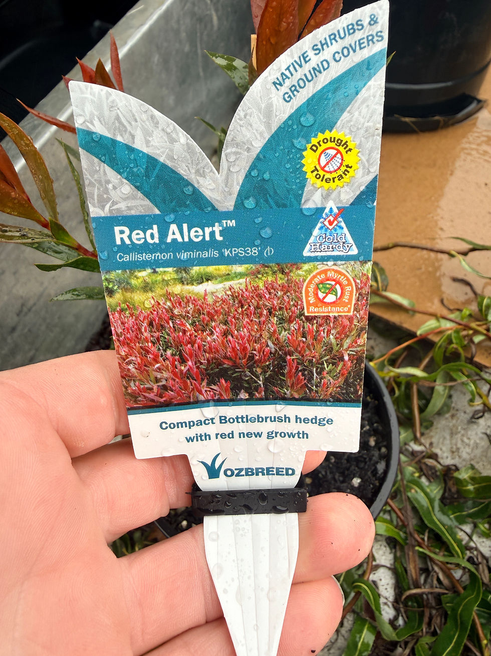 Thumbnail: Callistemon Red Alert 140mm pot