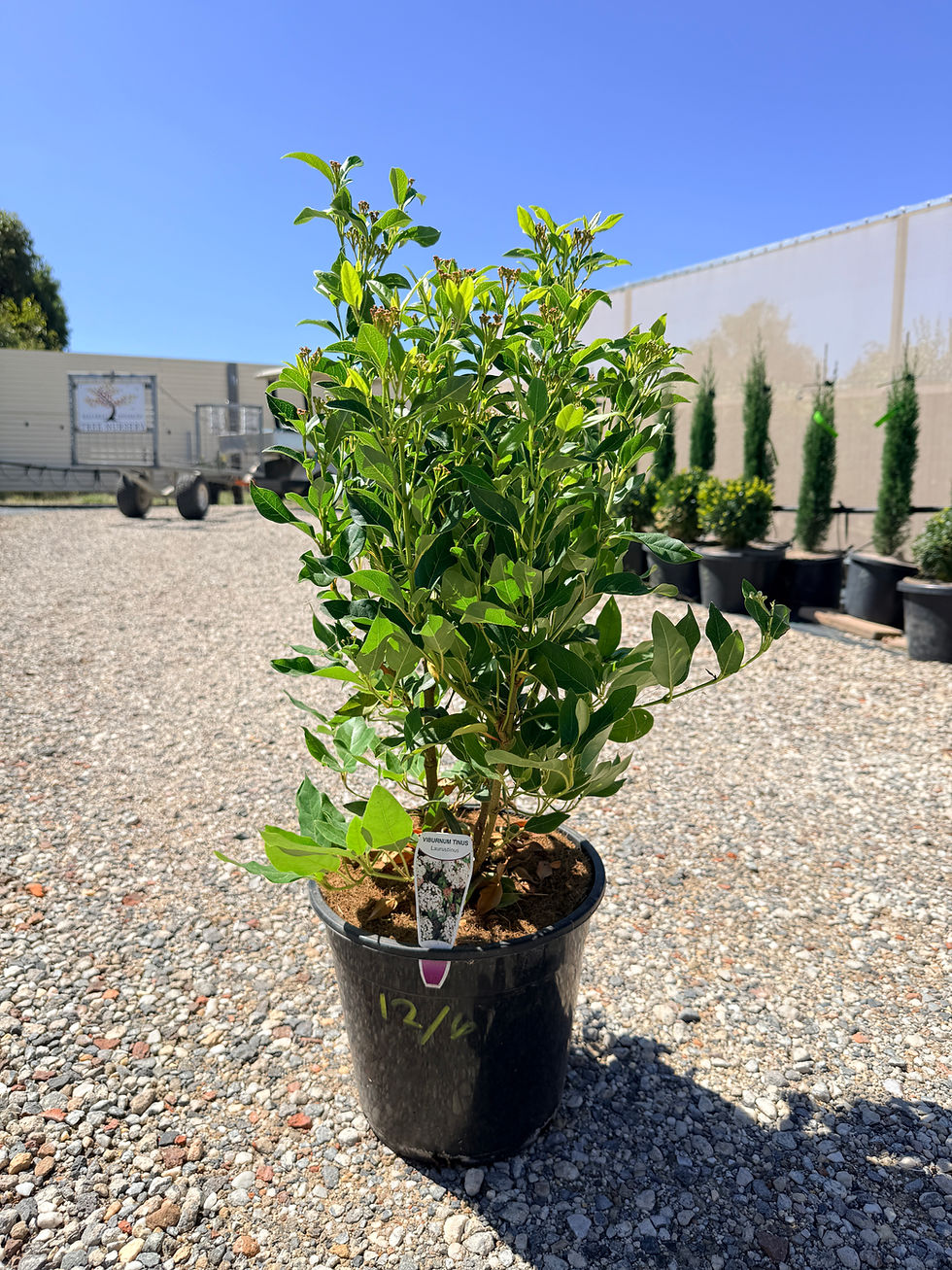 Thumbnail: Viburnum tinus 250mm pot