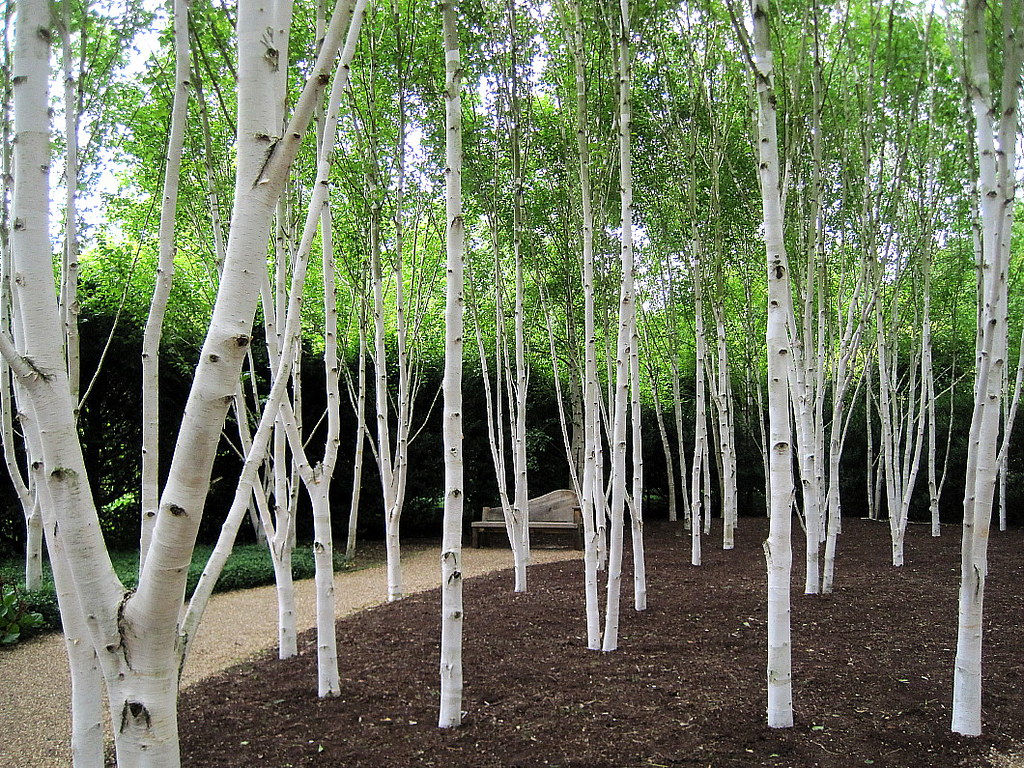 Silver Birch 75 litre Bag