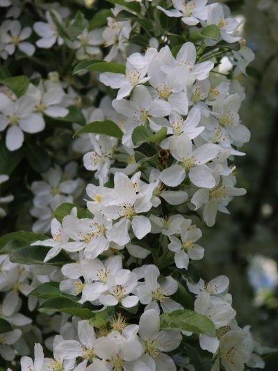 Thumbnail: Crab Apple - Ivory Spear 330mm pot