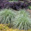 Thumbnail: Carex Feather Falls 140mm pot