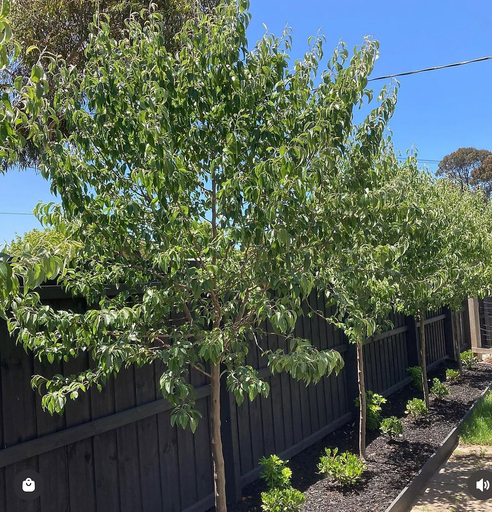 Thumbnail: Pear Ornamental - Winter Glow - 400mm pot