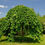Thumbnail: Mulberry Weeping alba pendula 500mm pot
