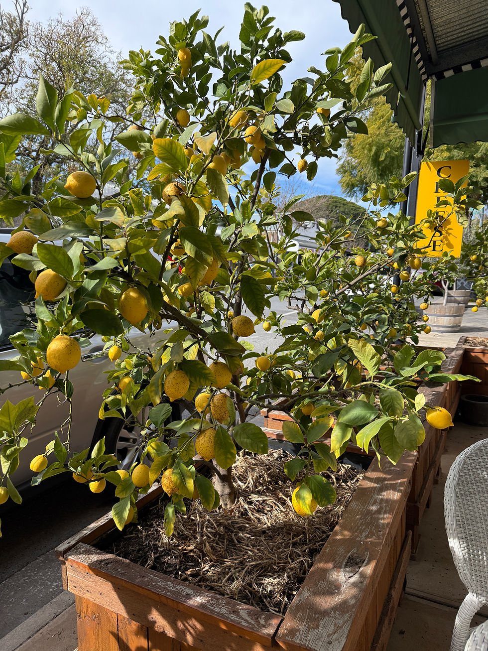Thumbnail: Citrus - Lemonicious Meyer Dwarf Lemon 300mm pot