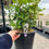 Thumbnail: Viburnum tinus 250mm pot