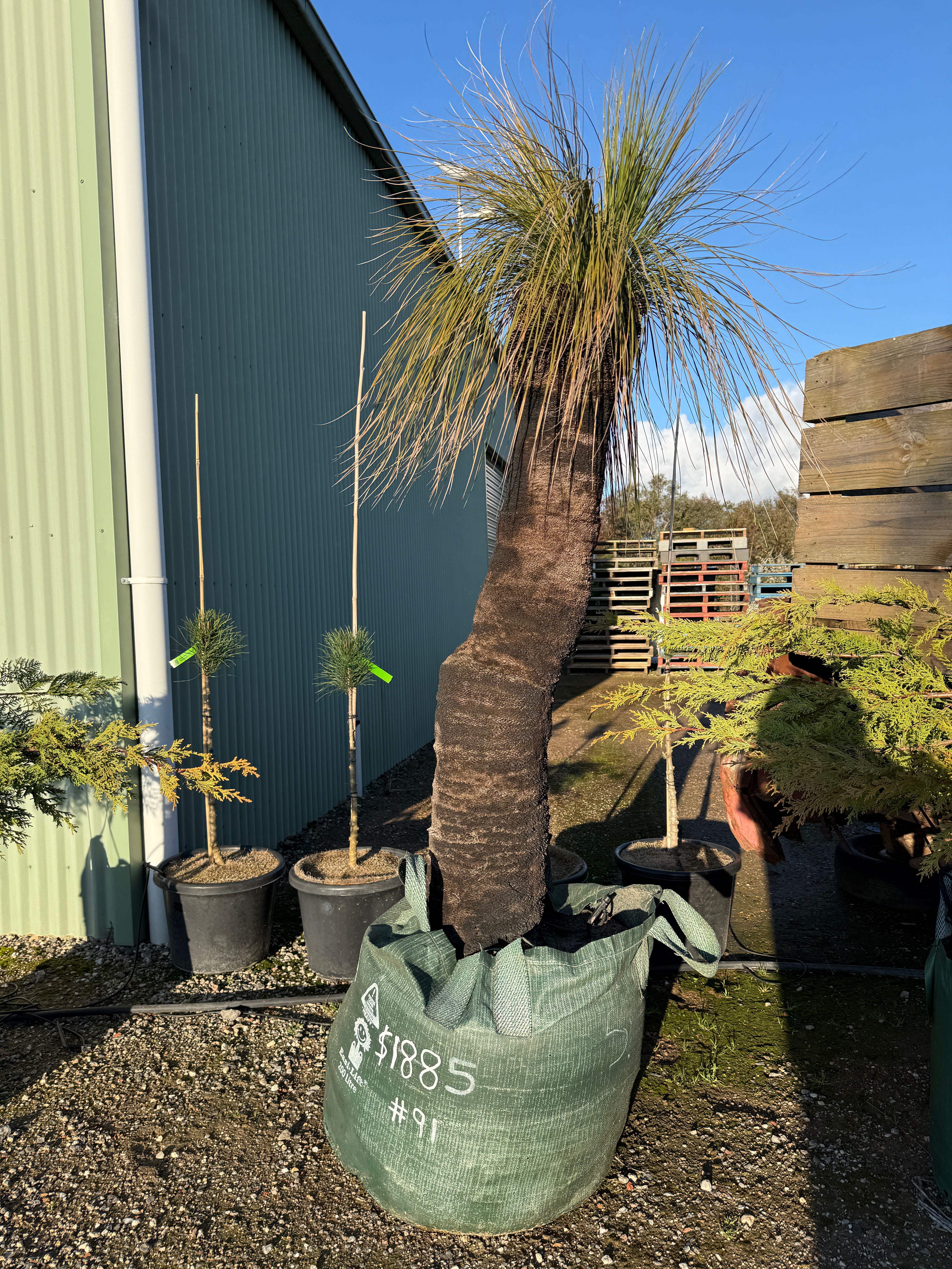 Grass Tree #91 - 200litre bag