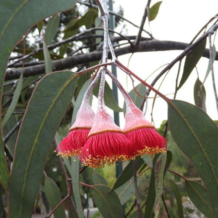 Thumbnail: Eucalyptus Silver Princess Gum 300mm AP