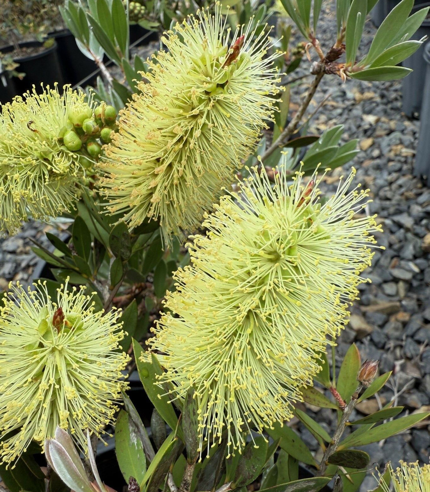 Callistemon Green Bottlebrush 140mm pot