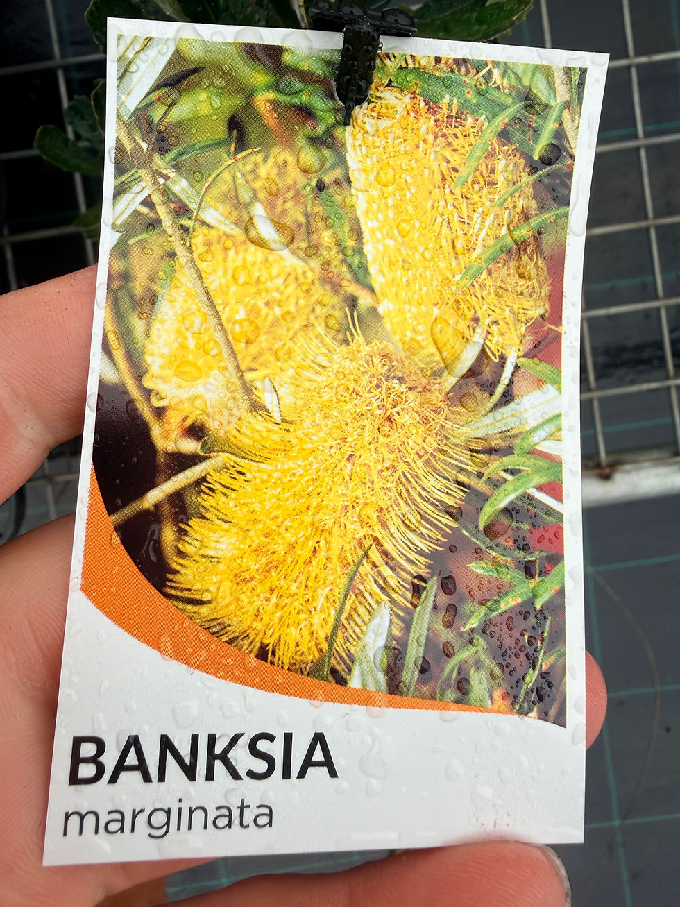 Thumbnail: Banksia marginata – Silver Banksia 140mm pot