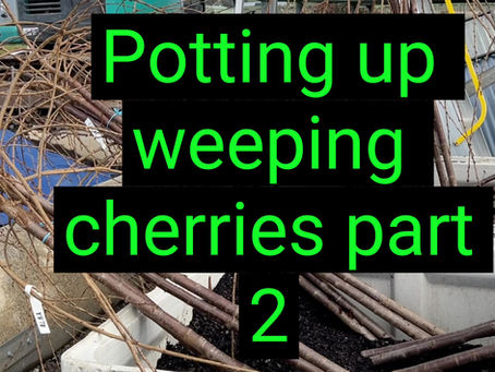 Potting Up Weeping Cherries Part 2