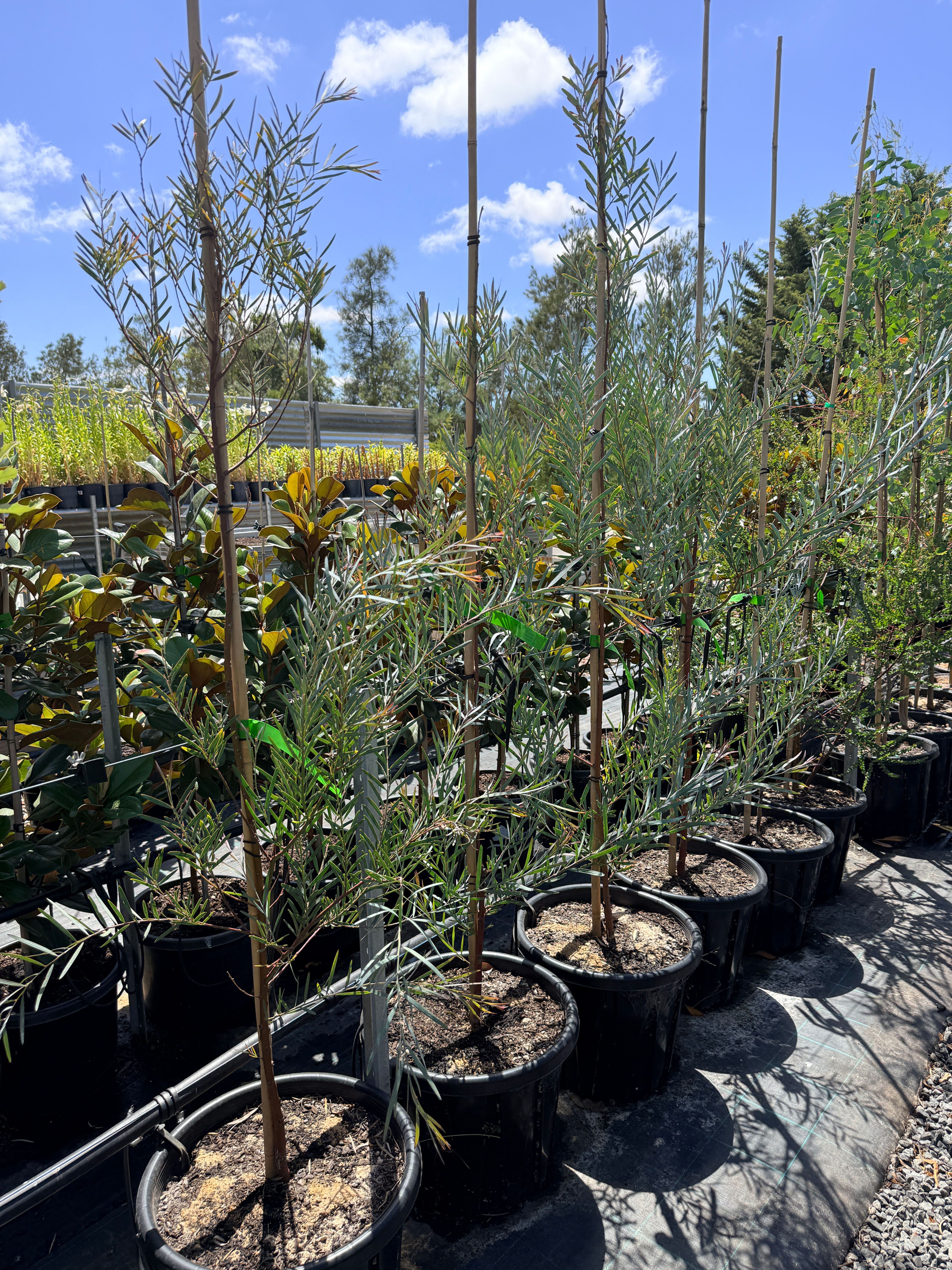Willow leaf wattle 400mm air prune