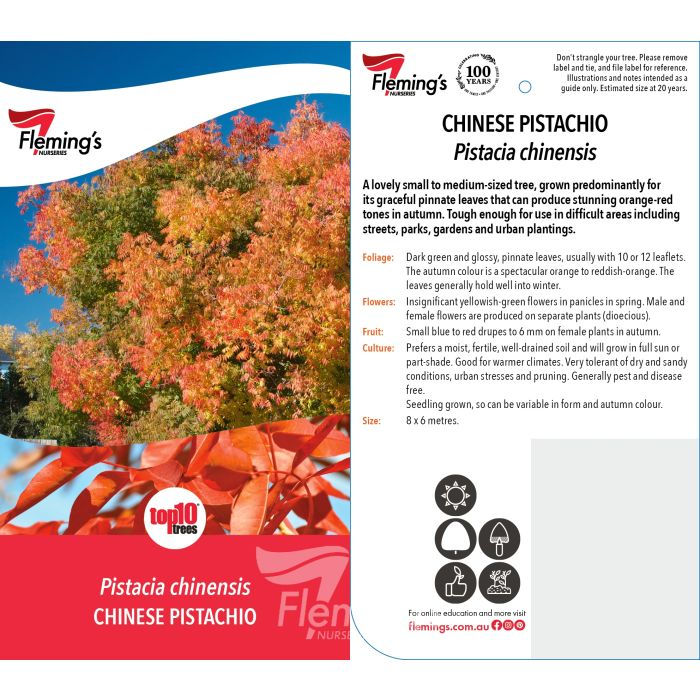Thumbnail: Pistacia chinensis – Chinese Pistachio 400mm pot