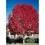 Thumbnail: Ash - Claret Ash 300mm pot