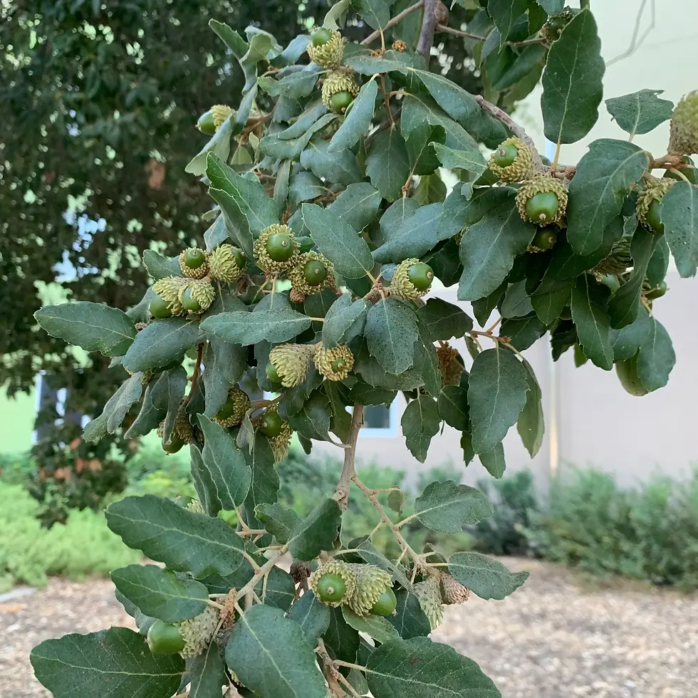 Thumbnail: Quercus suber Cork Oak 200mm Pot