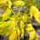 Thumbnail: Maple - Kelly's Gold - 400mm pot