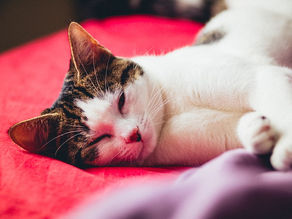 Steckbrief: Amerikanische Drahthaarkatze