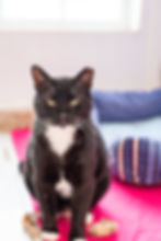 © P. Kirkland Photography