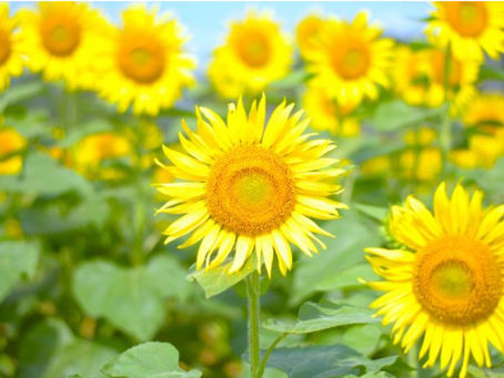 【笑顔の花が咲きました】