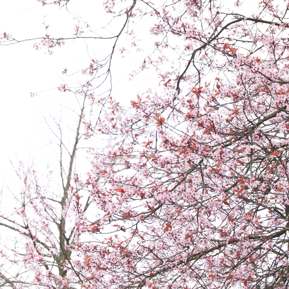 DSC_0810.jpeg