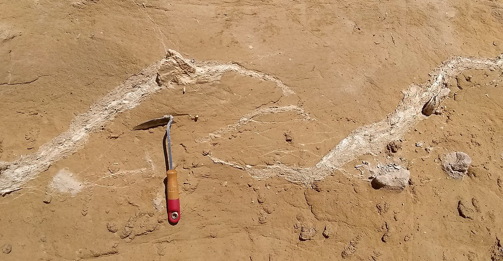 Take a second look. When a dike is oriented in a plane similar to that of an outcrop, things can look weird. This dike is a good example. Its not actually folded, but straight as an arrow. The strike and dip of the dike and the cutface are almost the same, but the face of the outcrop is irregular. So when it intersects the planar dike, an illusion of folding is created. A trick of 3D geometry that your eye will begin to identify with time in the field. Its the second look, the considered observation that will more often yield a correct interpretation. Hwy 397 at Finley, WA.