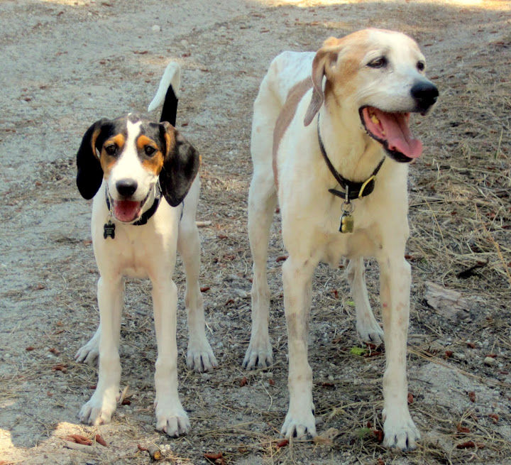 Walker Hounds