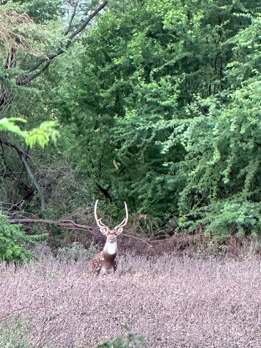 Maui Axis Deer | Buck