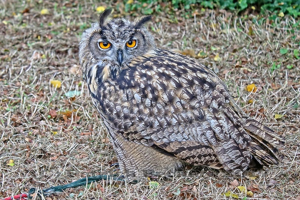 Uil, België