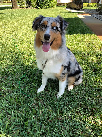 Purchased Puppy from C & R Aussies
