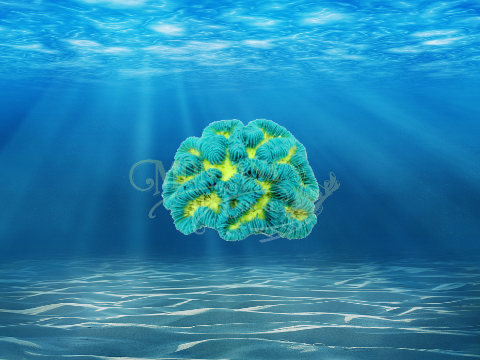 Lobophyllia Small #307