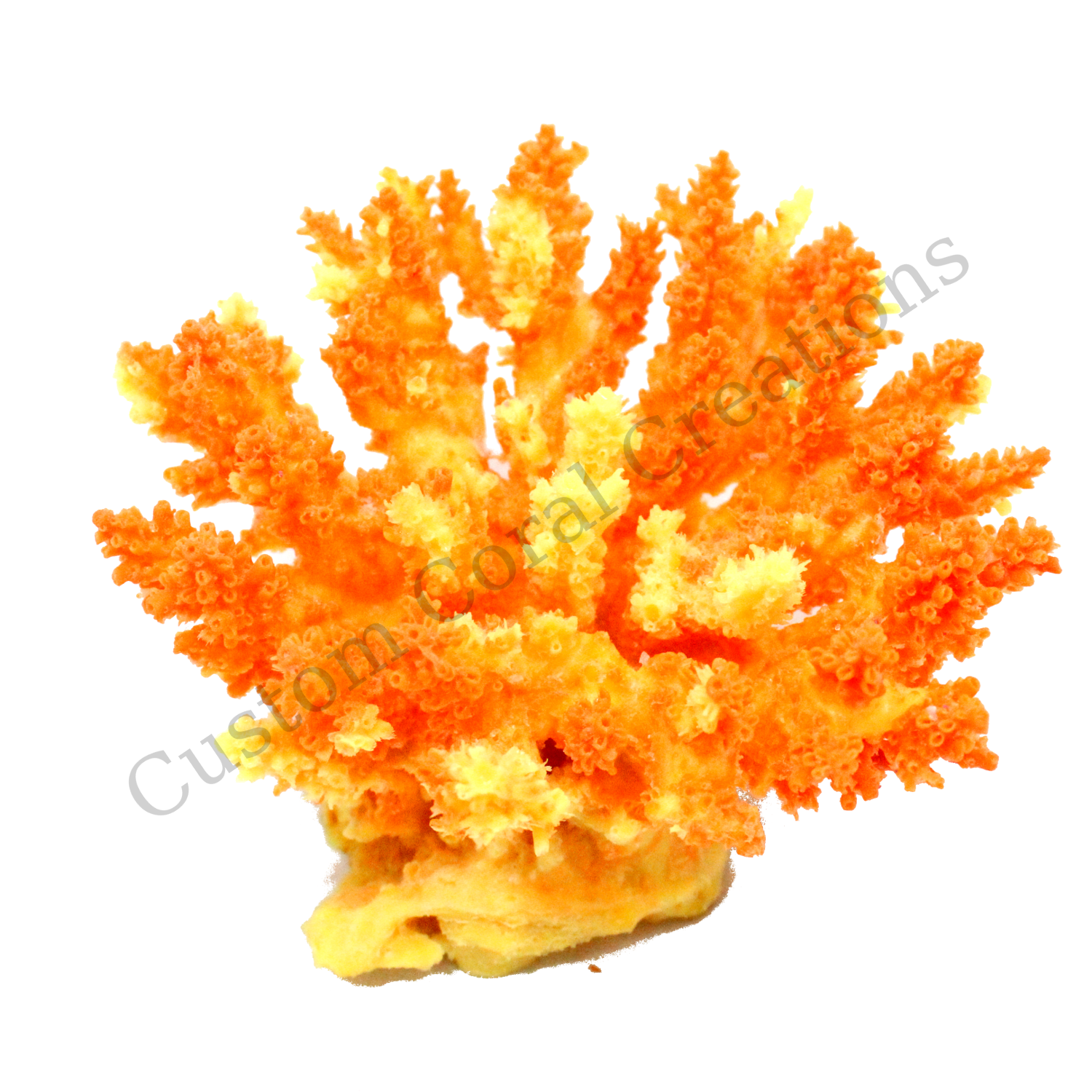 Small Ball Acropora