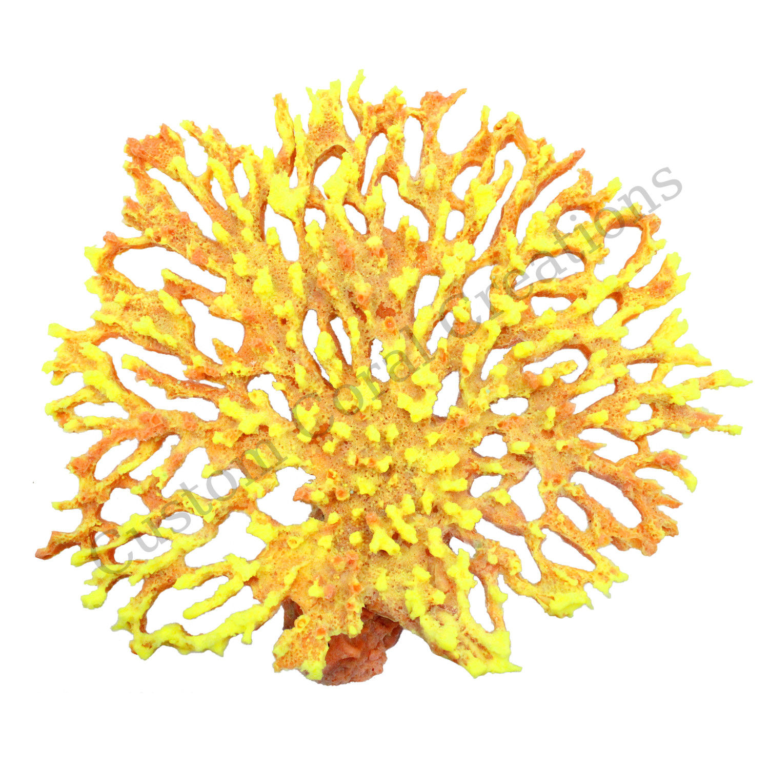 Large Tabletop Acropora