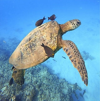 snorkeling with turtles in honolulu, hawaii