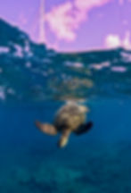 snorkeling with turtles in Hawaii_edited