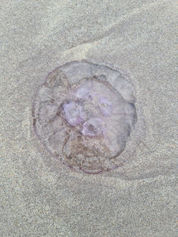 Moon Jelly Fish