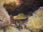 The Secret Lives of Rays and Skates