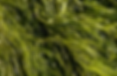 ree